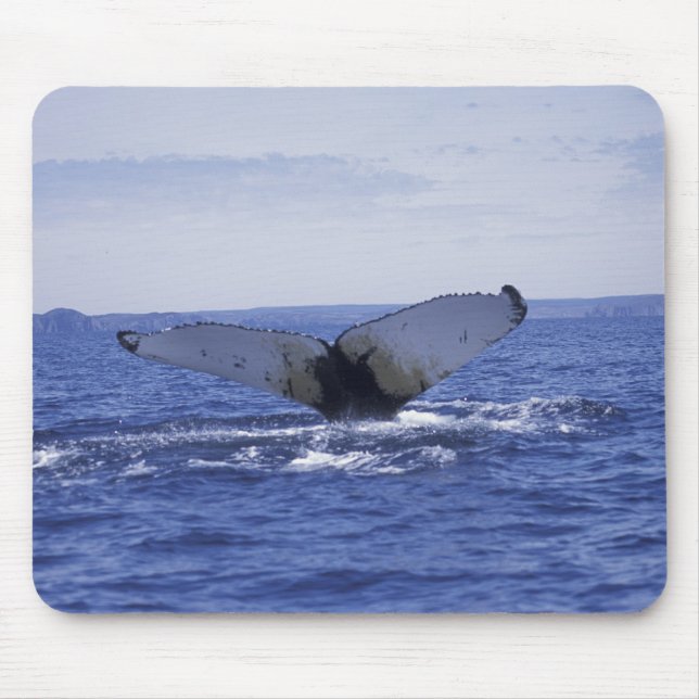 NA, Canada, Newfoundland, Trinity Bay. Humpback Mouse Pad (Front)