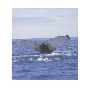 NA, Canada, Newfoundland, Trinity Bay. Humpback Notepad