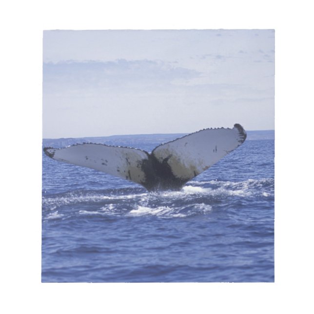 NA, Canada, Newfoundland, Trinity Bay. Humpback Notepad (Front)