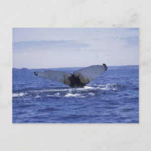 NA, Canada, Newfoundland, Trinity Bay. Humpback Postcard