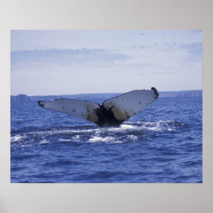 NA, Canada, Newfoundland, Trinity Bay. Humpback Poster