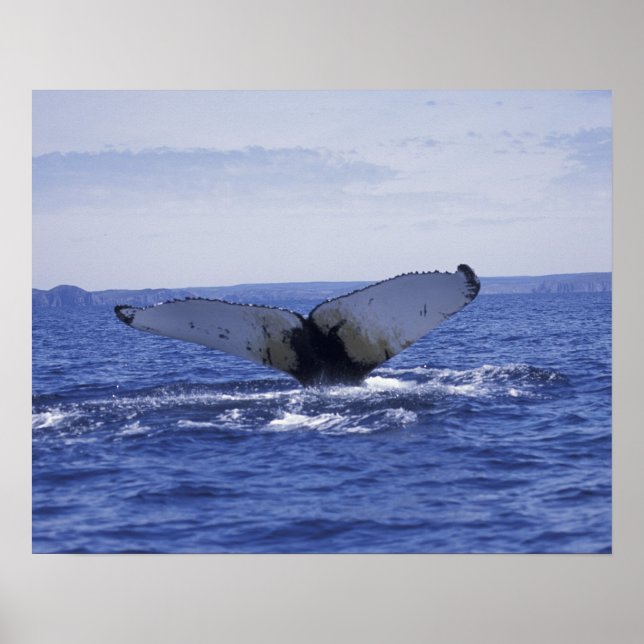 NA, Canada, Newfoundland, Trinity Bay. Humpback Poster (Front)
