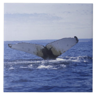 NA, Canada, Newfoundland, Trinity Bay. Humpback Tile