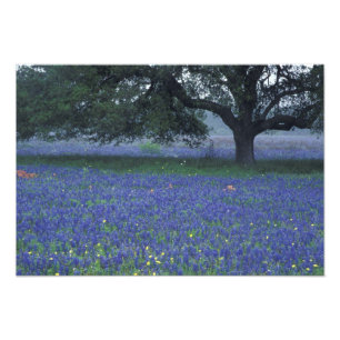 NA, Texas, Devine, Oak and blue bonnets Photo Print