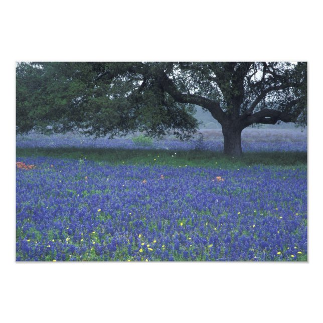 NA, Texas, Devine, Oak and blue bonnets Photo Print (Front)