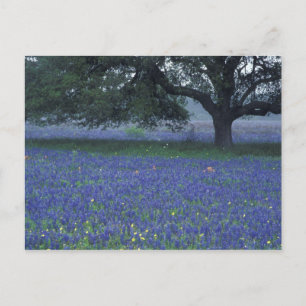 NA, Texas, Devine, Oak and blue bonnets Postcard