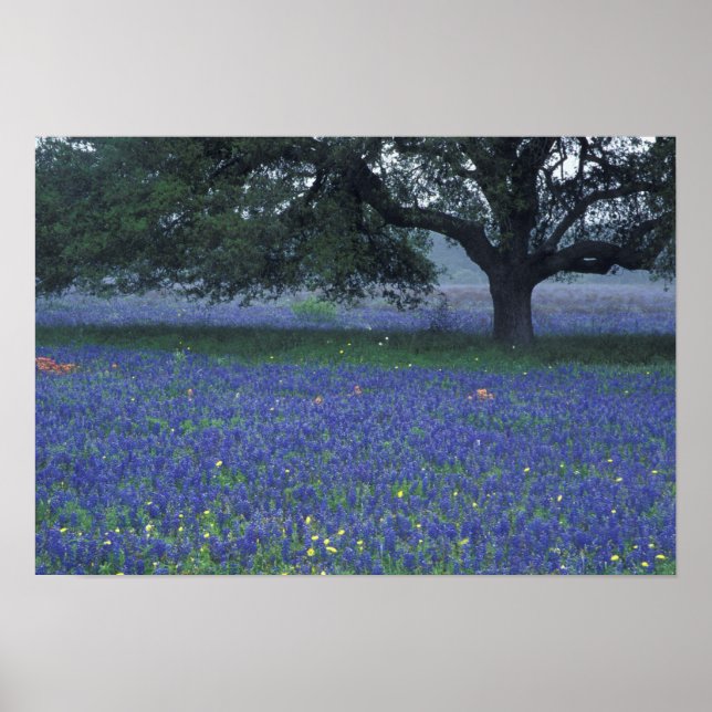 NA, Texas, Devine, Oak and blue bonnets Poster (Front)