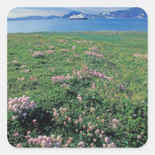 NA, USA, Alaska, Aleutian Island, Scenic with Square Sticker