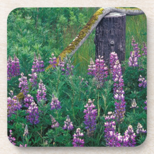 NA, USA, Alaska, Aleutian Islands, Unalaska, Coaster