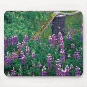 NA, USA, Alaska, Aleutian Islands, Unalaska, Mouse Pad