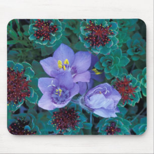 NA, USA, Alaska, Aleutian Islands, Wildflowers 2 Mouse Pad