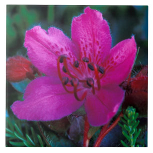 NA, USA, Alaska, Aleutian Islands, Wildflowers Ceramic Tile