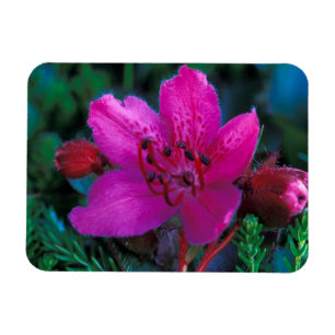 NA, USA, Alaska, Aleutian Islands, Wildflowers Magnet