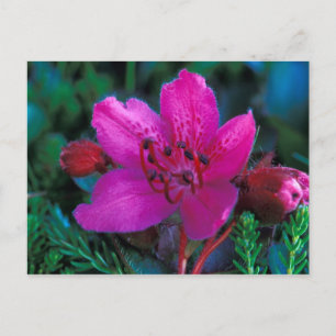 NA, USA, Alaska, Aleutian Islands, Wildflowers Postcard