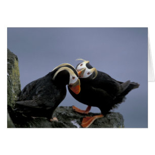 NA, USA, Alaska, Bering Sea, Pribilofs. Tufted