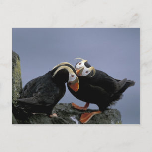 NA, USA, Alaska, Bering Sea, Pribilofs. Tufted Postcard