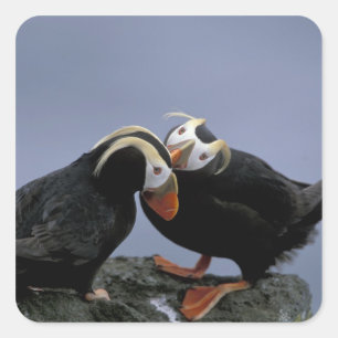 NA, USA, Alaska, Bering Sea, Pribilofs. Tufted Square Sticker