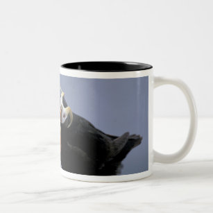 NA, USA, Alaska, Bering Sea, Pribilofs. Tufted Two-Tone Coffee Mug
