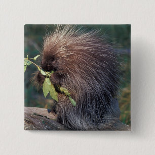 NA, USA, Alaska, Captive porcupine 15 Cm Square Badge