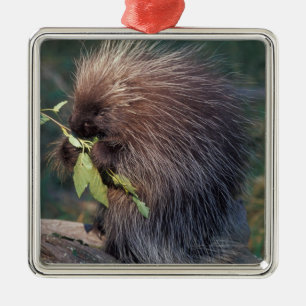 NA, USA, Alaska, Captive porcupine Metal Tree Decoration