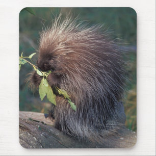 NA, USA, Alaska, Captive porcupine Mouse Pad