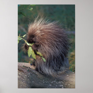 NA, USA, Alaska, Captive porcupine Poster