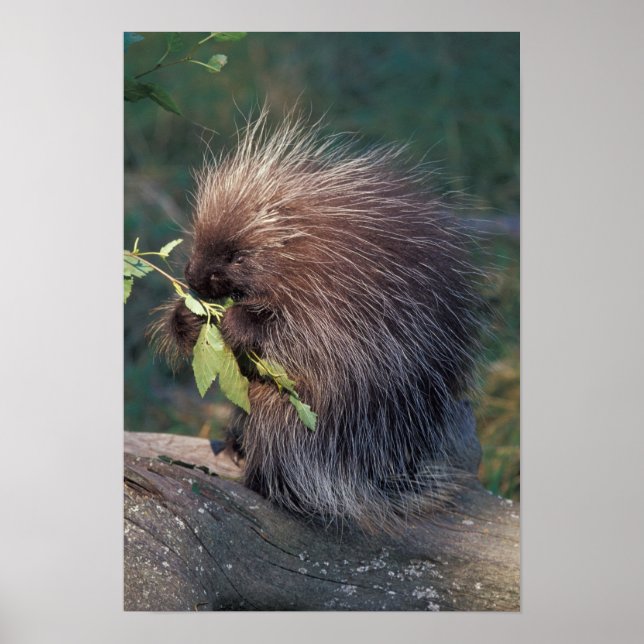 NA, USA, Alaska, Captive porcupine Poster (Front)