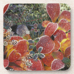 NA, USA, Alaska. Denali National Park. Bearberry 2 Coaster