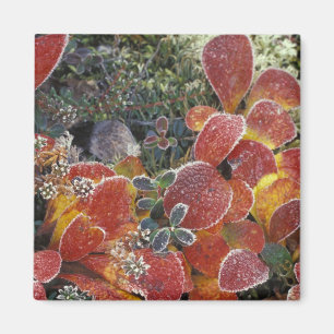 NA, USA, Alaska. Denali National Park. Bearberry 2 Magnet