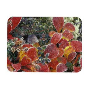 NA, USA, Alaska. Denali National Park. Bearberry 2 Magnet