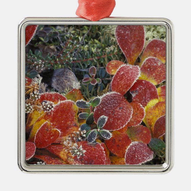 NA, USA, Alaska. Denali National Park. Bearberry 2 Metal Ornament (Front)