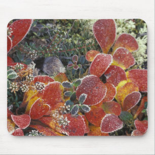 NA, USA, Alaska. Denali National Park. Bearberry 2 Mouse Pad