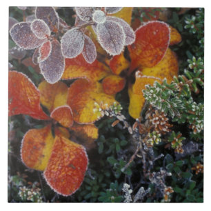 NA, USA, Alaska. Denali National Park. Bearberry 3 Ceramic Tile