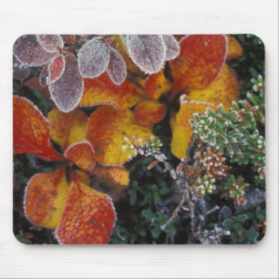NA, USA, Alaska. Denali National Park. Bearberry 3 Mouse Pad