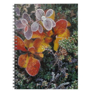 NA, USA, Alaska. Denali National Park. Bearberry 3 Notebook
