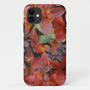 NA, USA, Alaska. Denali National Park. Bearberry iPhone 11 Case