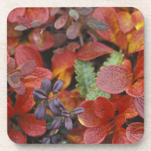 NA, USA, Alaska. Denali National Park. Bearberry Coaster