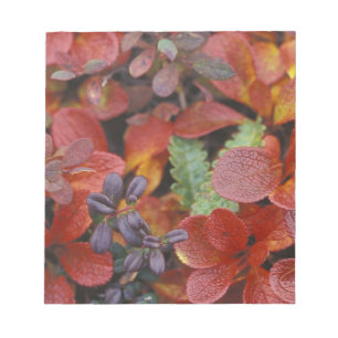 NA, USA, Alaska. Denali National Park. Bearberry Notepad