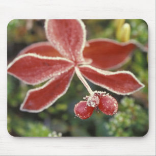 NA, USA, Alaska. Denali National Park, Wonder Mouse Pad