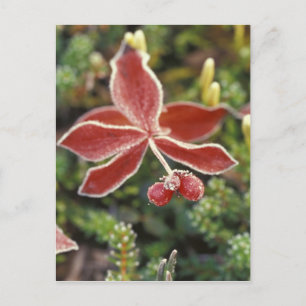 NA, USA, Alaska. Denali National Park, Wonder Postcard