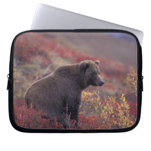 NA, USA, Alaska, Denali NP. A female grizzly Laptop Sleeve