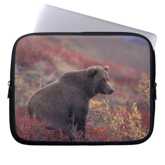 NA, USA, Alaska, Denali NP. A female grizzly Laptop Sleeve (Front)