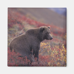 NA, USA, Alaska, Denali NP. A female grizzly Magnet
