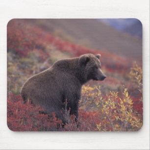 NA, USA, Alaska, Denali NP. A female grizzly Mouse Pad