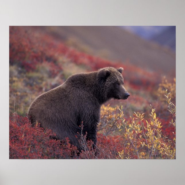NA, USA, Alaska, Denali NP. A female grizzly Poster (Front)