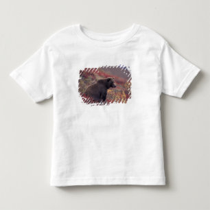 NA, USA, Alaska, Denali NP. A female grizzly Toddler T-Shirt