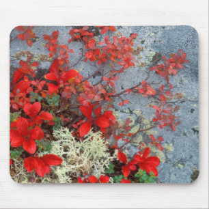 NA, USA, Alaska, Denali NP, Bear berry and Mouse Pad