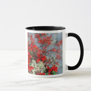 NA, USA, Alaska, Denali NP, Bear berry and Mug