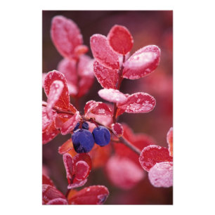 NA, USA, Alaska, Denali NP, Blue berries in Photo Print