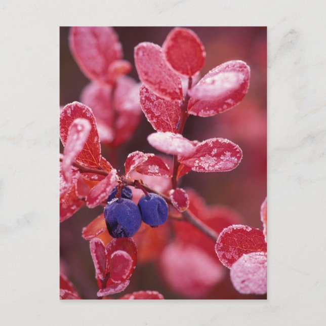NA, USA, Alaska, Denali NP, Blue berries in Postcard (Front)